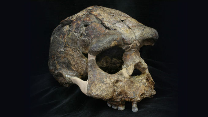 Homo erectus skull