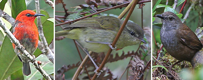 Indonesische zangvogels