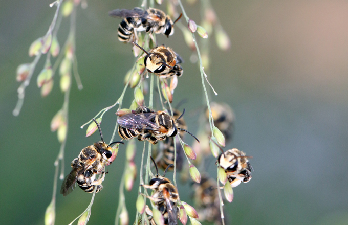 ground nesting bee