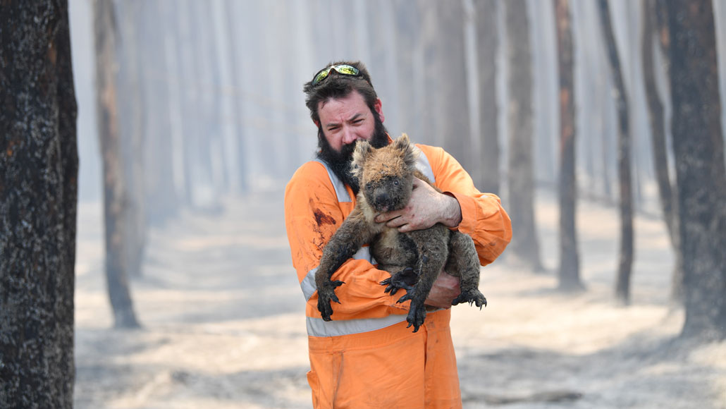 Australia's fires are threatening to wipe out unique species | Science News