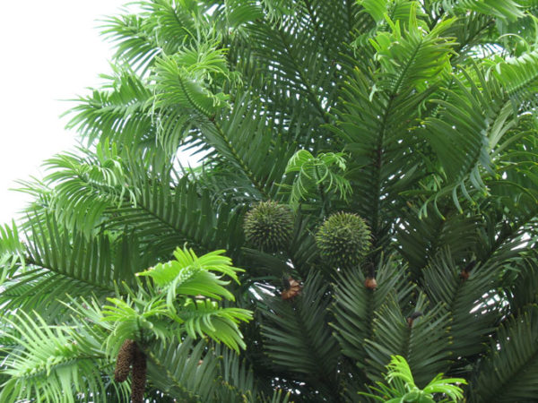 Wollemi pine