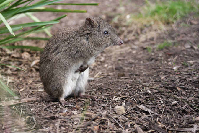 Northern long-nosed potoroo