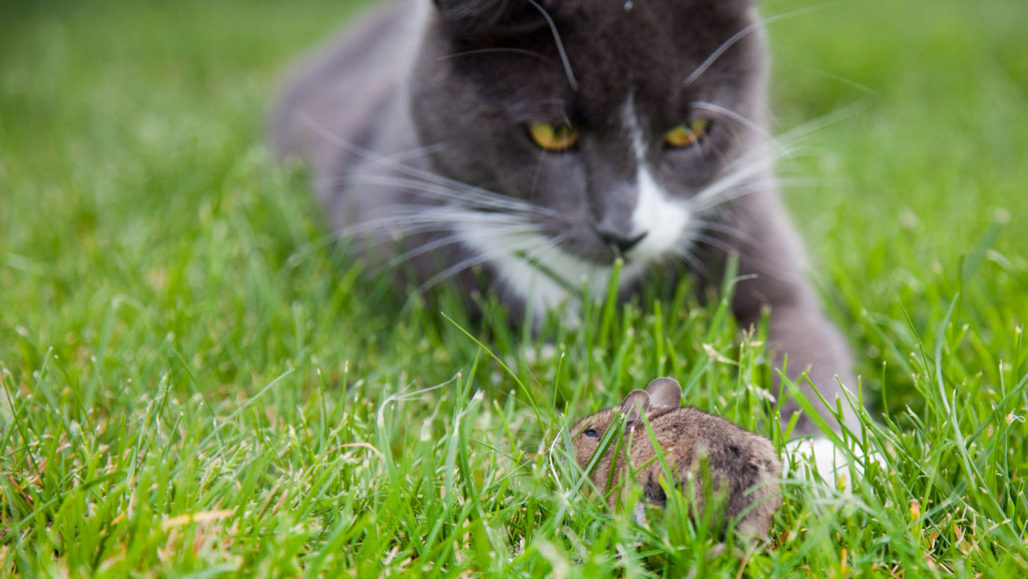 Cat on grass