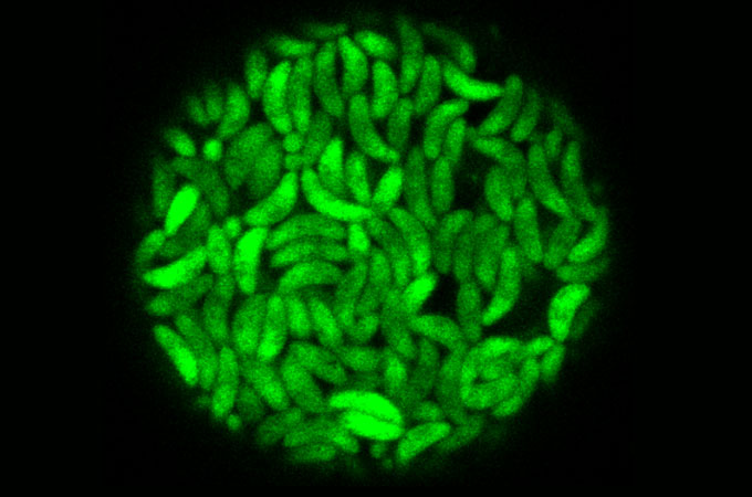 Toxoplasma gondii