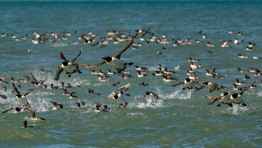 common murre seabirds