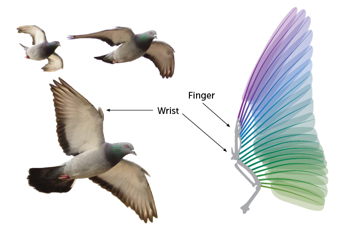 Pigeon wing diagram