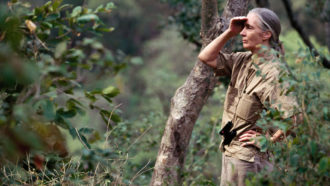 Jane Goodall