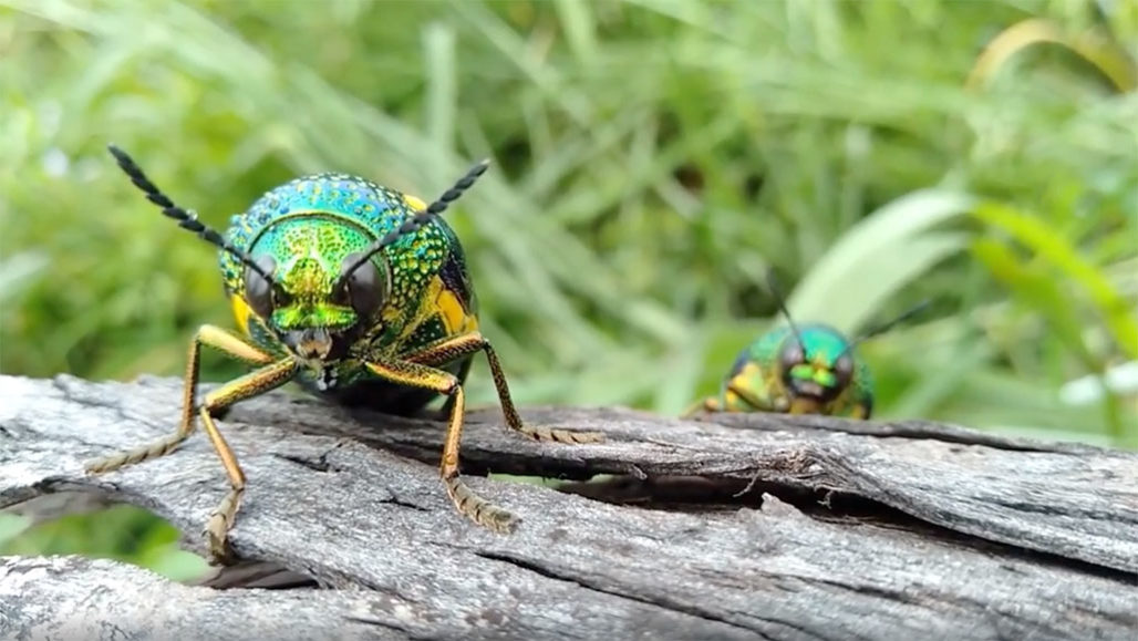 Asian jewel beetles