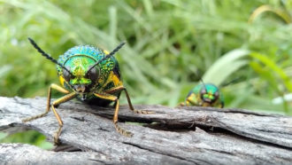 Asian jewel beetles