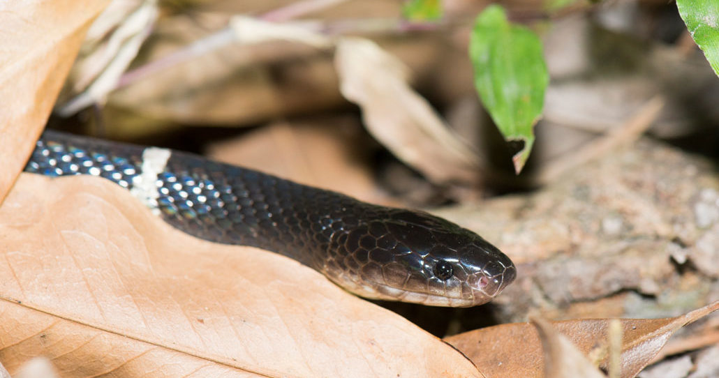 many-banded krait snake
