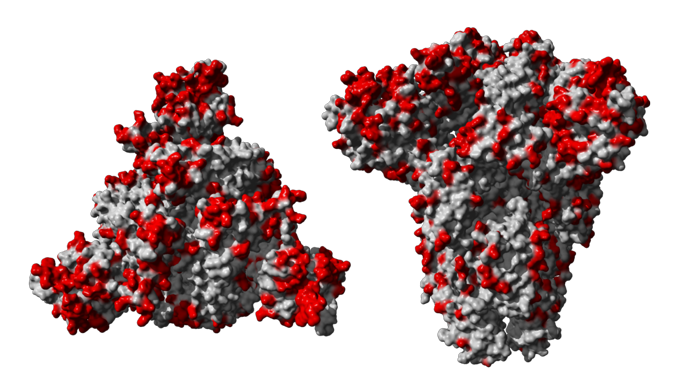 similar amino acids in coronavirus protein