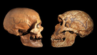 Homo sapiens and Neandertal skulls
