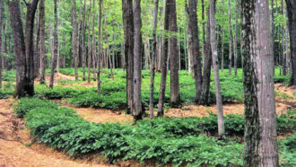 forest