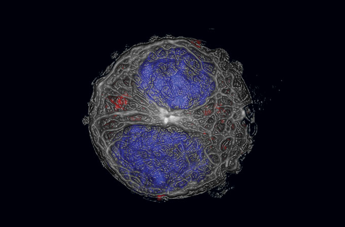 bone marrow stem cell dividing