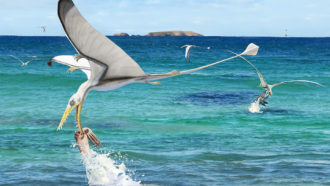 pterosaur trying to eat squid illustration
