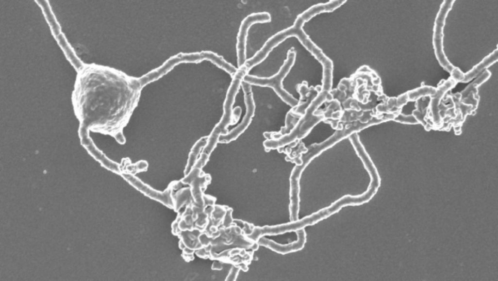 Prometheoarchaeum syntrophicum