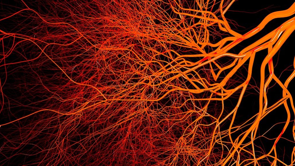 illustration of blood vessels