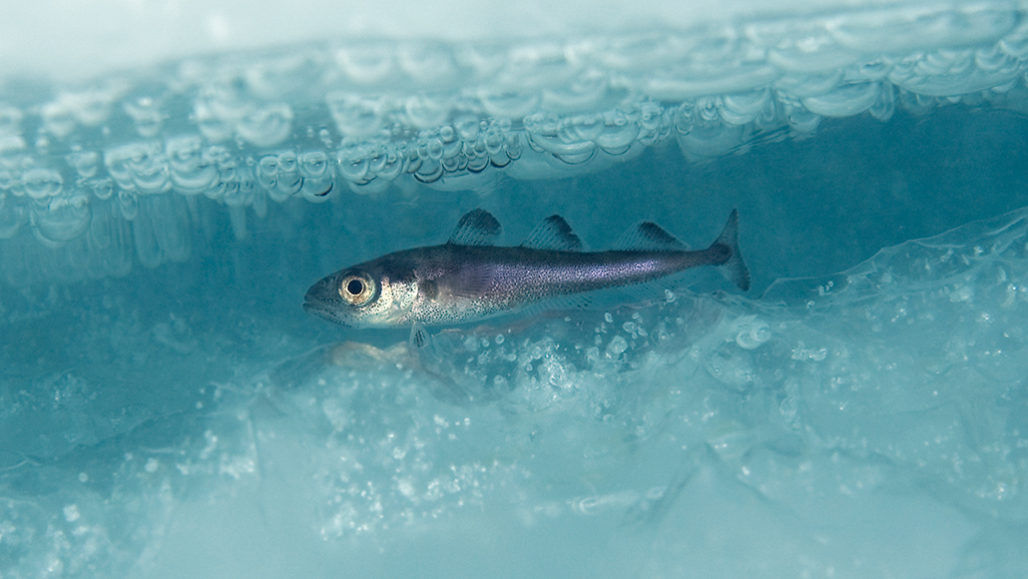 Arctic cod