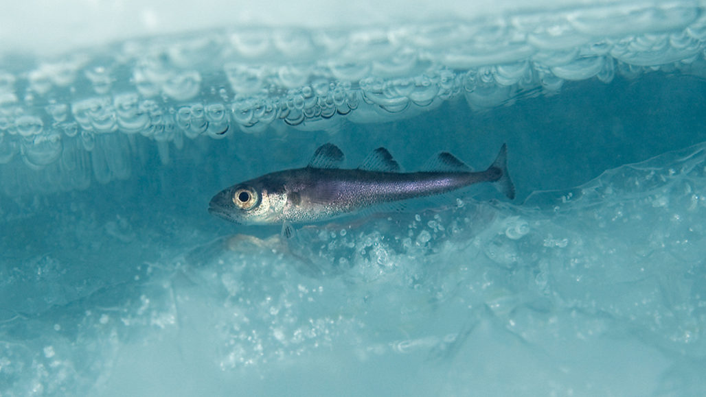 "Scientists warn that Arctic cod, a small fish that is critical to marine life in the North, could be in trouble from climate