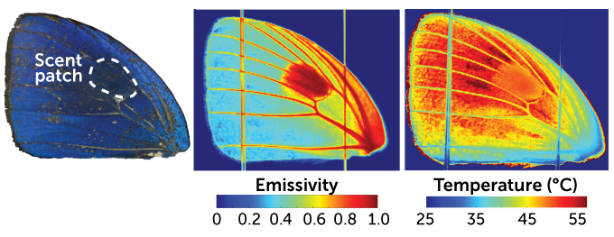 thermal imaging of butterfly wings