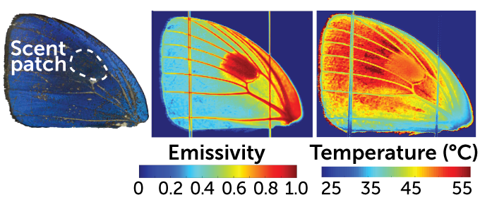 thermal imaging of butterfly wings