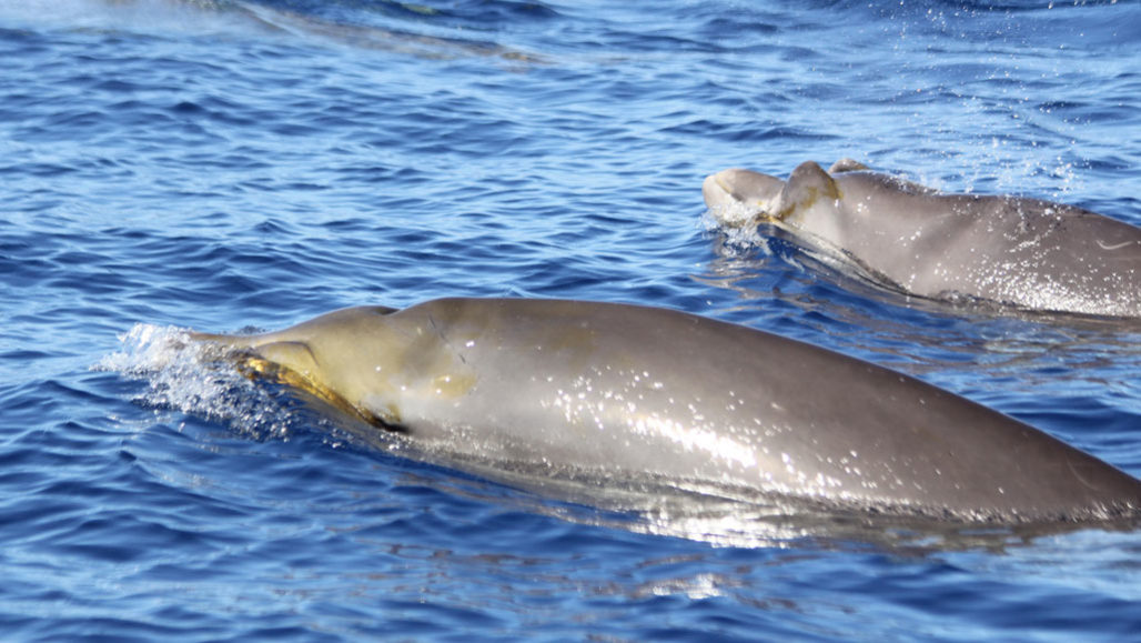 beaked whales at the water's surface