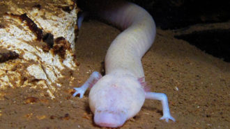 Olm salamander in cave
