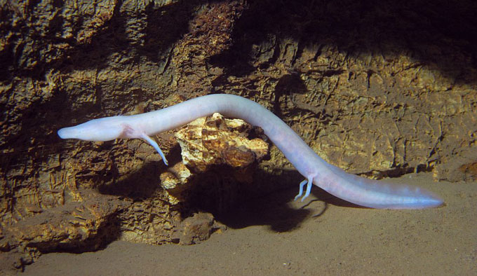 olm in cave