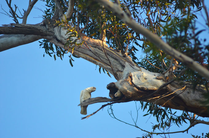 Cockatoo in tree hollow