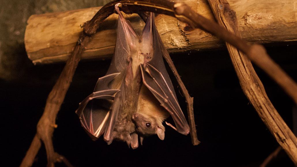 Bats' immune system may be why their viruses can be deadly to people |  Science News