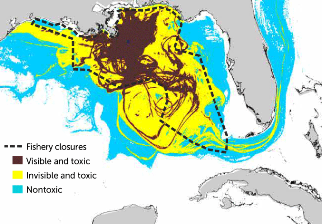 In the immediate aftermath of the Deepwater Horizon spill, satellite observations that could detect high oil concentrations (brown) helped determine where to close fisheries in the Gulf of Mexico (black dashed line). But computer simulations of the spill indicate that lower oil concentrations invisible to satellites but still toxic to marine creatures (yellow) crept outside the boundaries of the fishery closures. Meanwhile, even lower, nontoxic levels of oil pollution (blue) spread even more widely