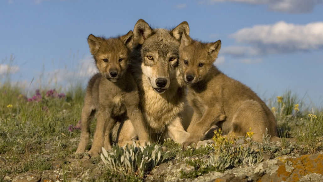 Wolves Regurgitate Blueberries For Their Pups To Eat Science News