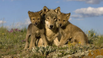 adult wolf and pups