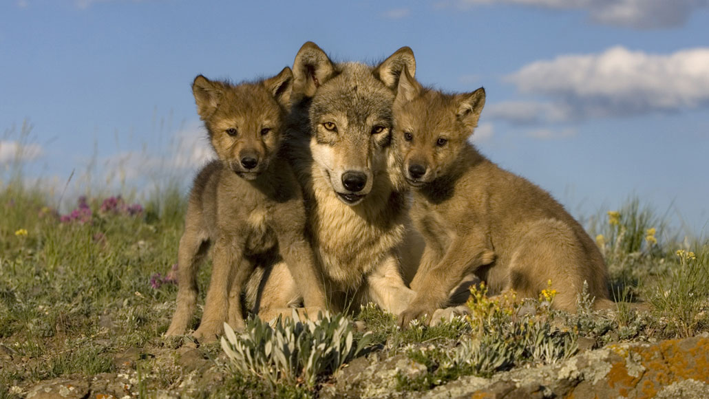 Wolves regurgitate blueberries for their pups to eat | Science News