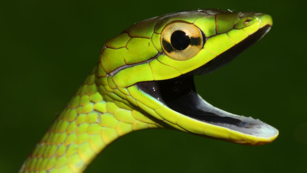Snakes Suffered After A Frog Killing Fungus Wiped Out Their Food