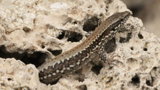 Podarcis muralis