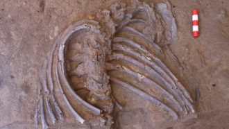 Neandertal fossils in Shanidar Cave