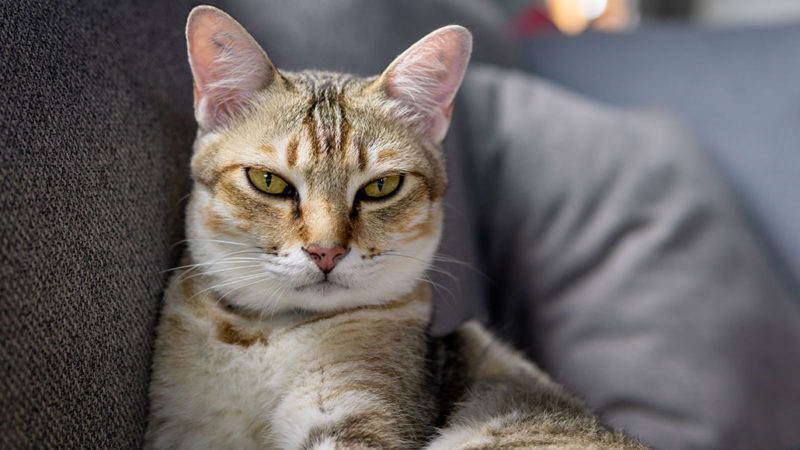 With A Litter Of Tactics Scientists Work To Tame Cat Allergies Science News