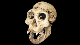 Homo erectus skull