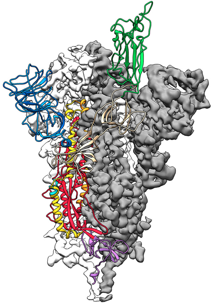 3-D structure COVID-19 coronavirus spike protein
