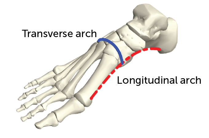 Foot bone diagram