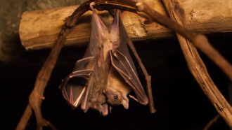 Egyptian fruit bat