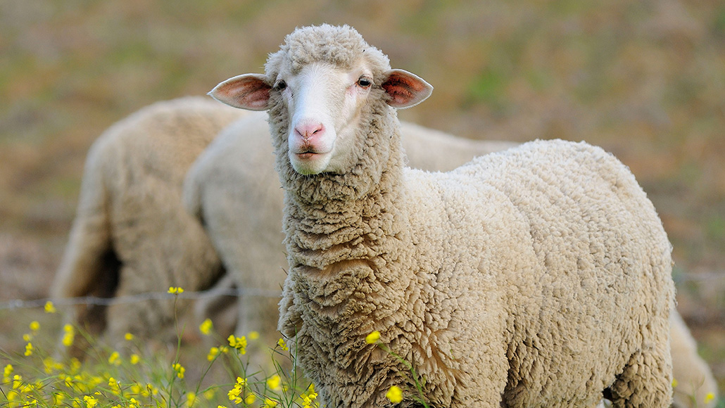 sheep - Ecosia - Images