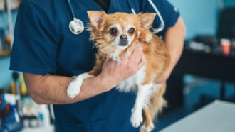 vet holding a dog