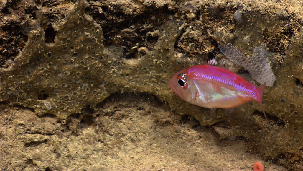 First deep-sea fish known to be a mouthbreeder 030620_JB_mouth-brooding-fish_feat-1028x579