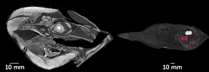 fish mouth CT scan