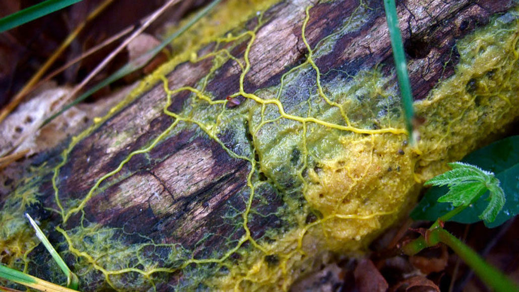 slime mold