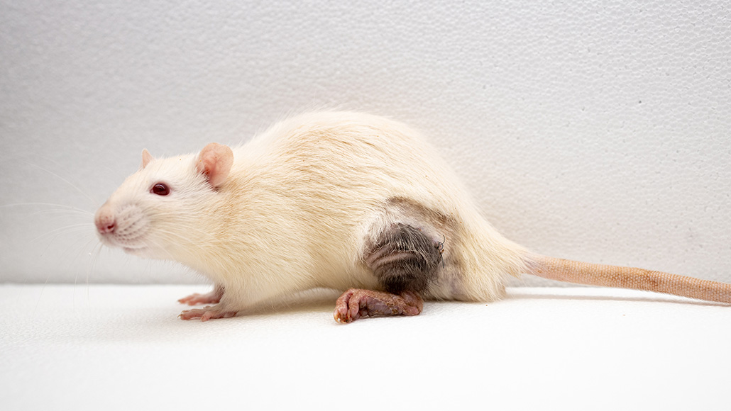 A trick from cancer cells helps rats accept transplanted limbs