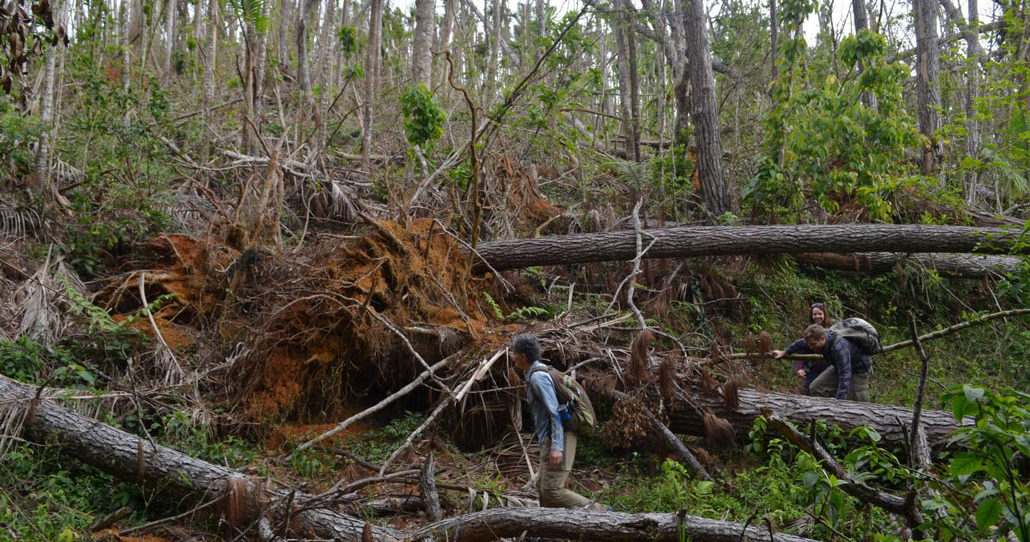 Toro Negro State Forest