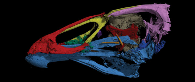 A. maastrichtensis skull model